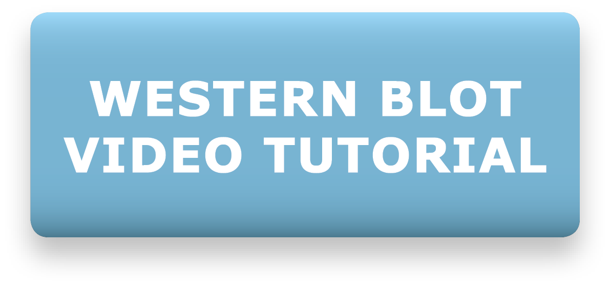 Agrisera Video Tutorial - Western Blot Recommendations & Troubleshooting